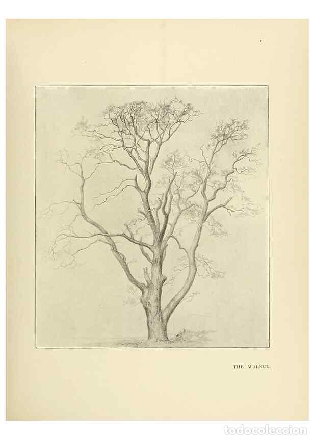 Collectionnisme de Revues et Journaux: Reproducci&oacute;n/Reproduction 49420525537: British trees /. London :Hutchinson,1907.. - Cole, Rex Vicat,