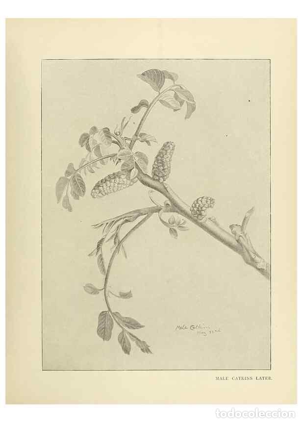 Collectionnisme de Revues et Journaux: Reproducci&oacute;n/Reproduction 49420526862: British trees /. London :Hutchinson,1907.. - Cole, Rex Vicat,