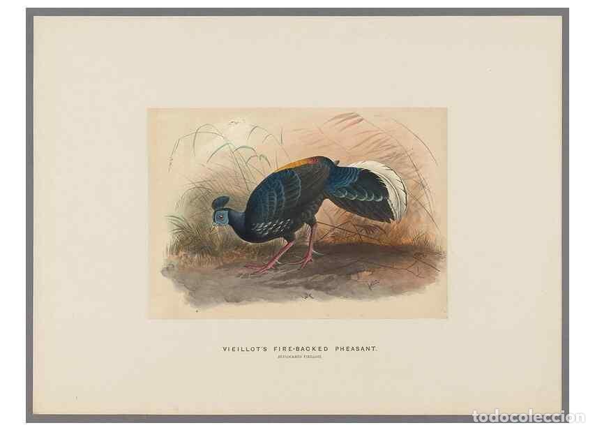 Collectionnisme de Revues et Journaux: Reproducci&oacute;n/Reproduction 49418658458: Zoological sketches /. London :Henry Graves,1861-1867.. - Wol