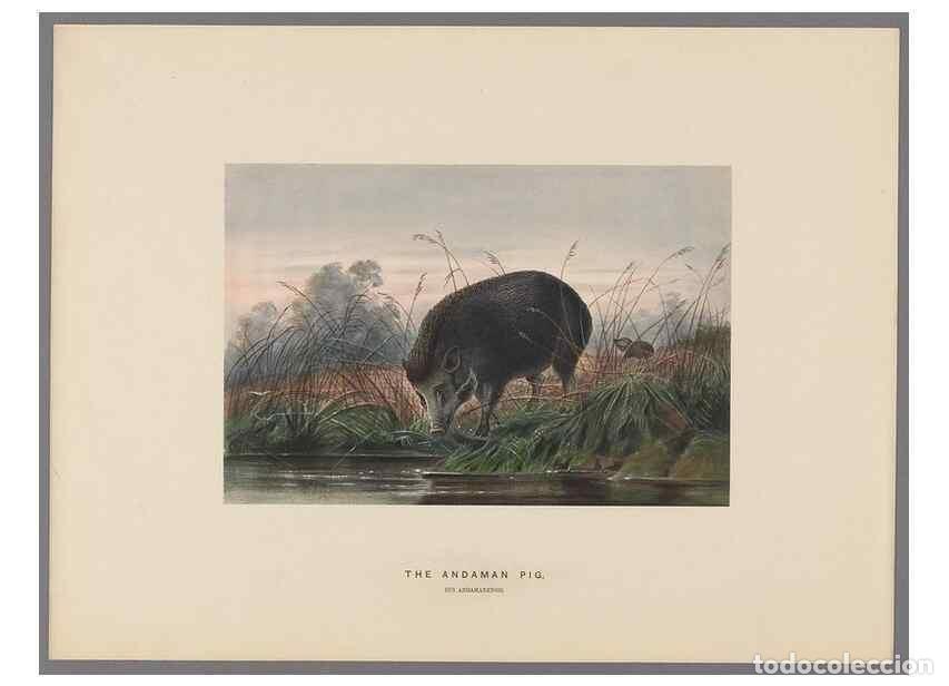 Collectionnisme de Revues et Journaux: Reproducci&oacute;n/Reproduction 49419342762: Zoological sketches /. London :Henry Graves,1861-1867.. - Wol
