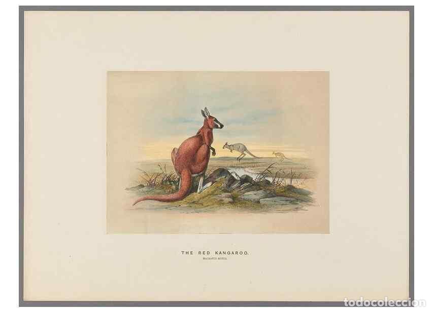 Collectionnisme de Revues et Journaux: Reproducci&oacute;n/Reproduction 49419343532: Zoological sketches /. London :Henry Graves,1861-1867.. - Wol