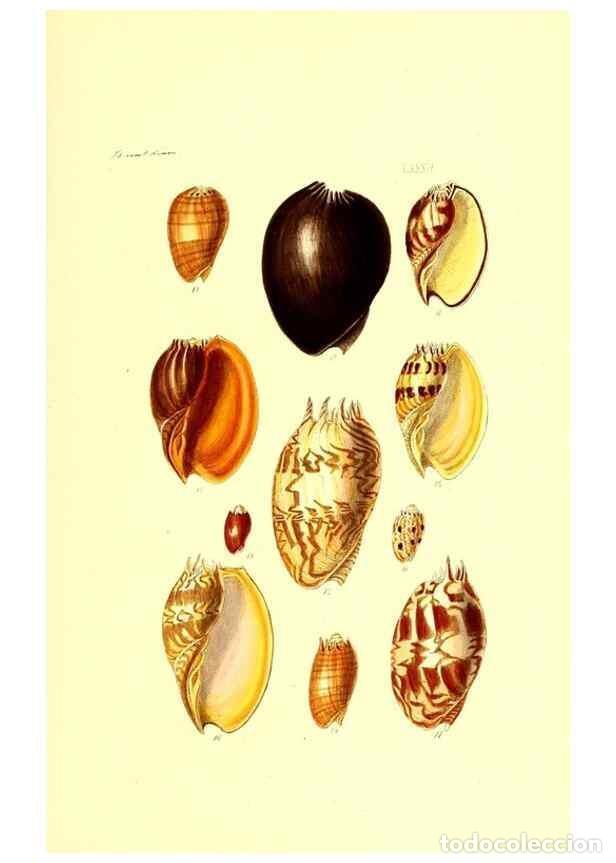 Collectionnisme de Revues et Journaux: Reproducci&oacute;n/Reproduction 49491851646: Thesaurus conchyliorum, or, Monographs of genera of shells. L