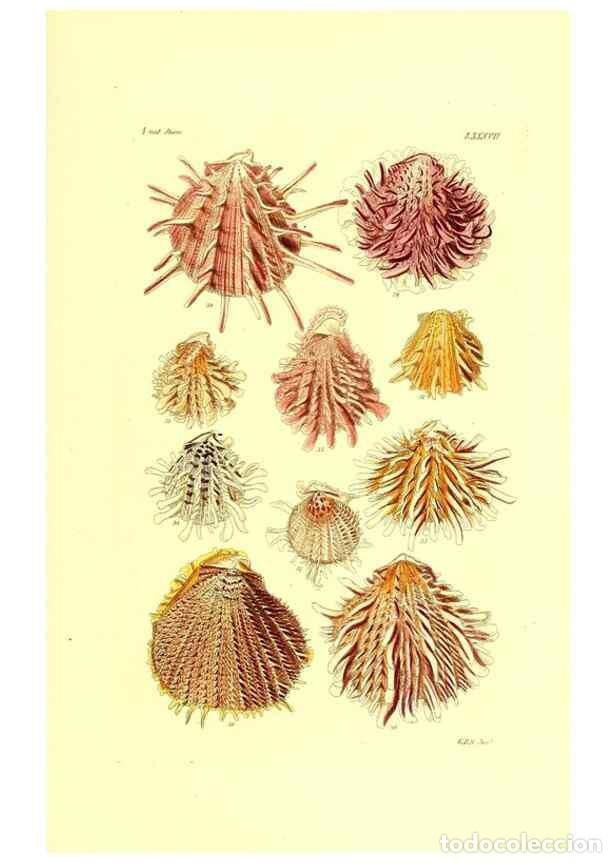 Collectionnisme de Revues et Journaux: Reproducci&oacute;n/Reproduction 49491351158: Thesaurus conchyliorum, or, Monographs of genera of shells. L
