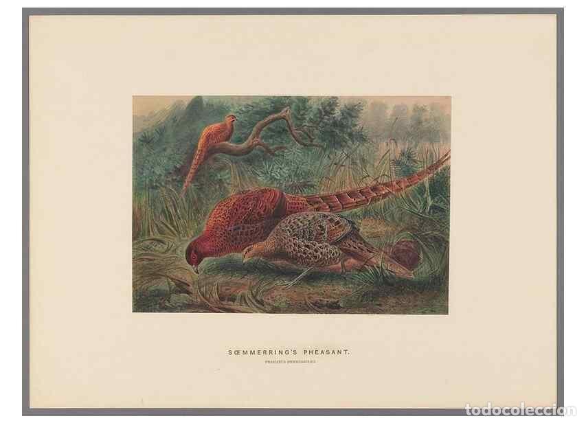 Collectionnisme de Revues et Journaux: Reproducci&oacute;n/Reproduction 49419125901: Zoological sketches /. London :Henry Graves,1861-1867.. - Wol