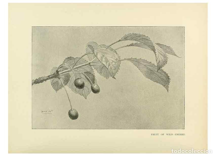 Collezionismo di Riviste e Giornali: Reproducci&oacute;n/Reproduction 49419844593: British trees /. London :Hutchinson,1907.. - Cole, Rex Vicat,