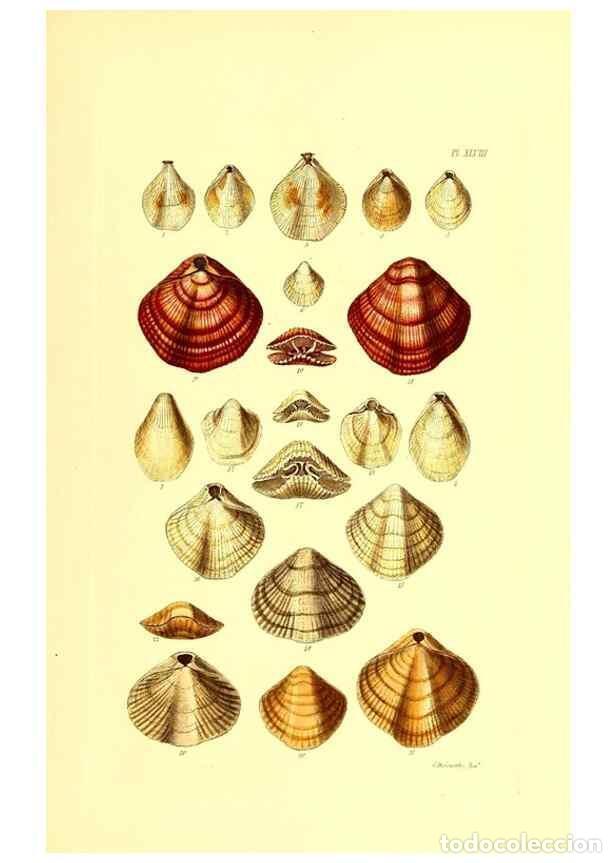 Collezionismo di Riviste e Giornali: Reproducci&oacute;n/Reproduction 49491848196: Thesaurus conchyliorum, or, Monographs of genera of shells. L