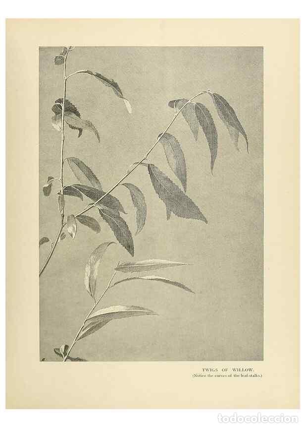 Collezionismo di Riviste e Giornali: Reproducci&oacute;n/Reproduction 49420528047: British trees /. London :Hutchinson,1907.. - Cole, Rex Vicat,