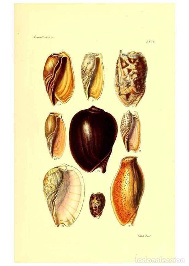 Collezionismo di Riviste e Giornali: Reproducci&oacute;n/Reproduction 49491851206: Thesaurus conchyliorum, or, Monographs of genera of shells. L