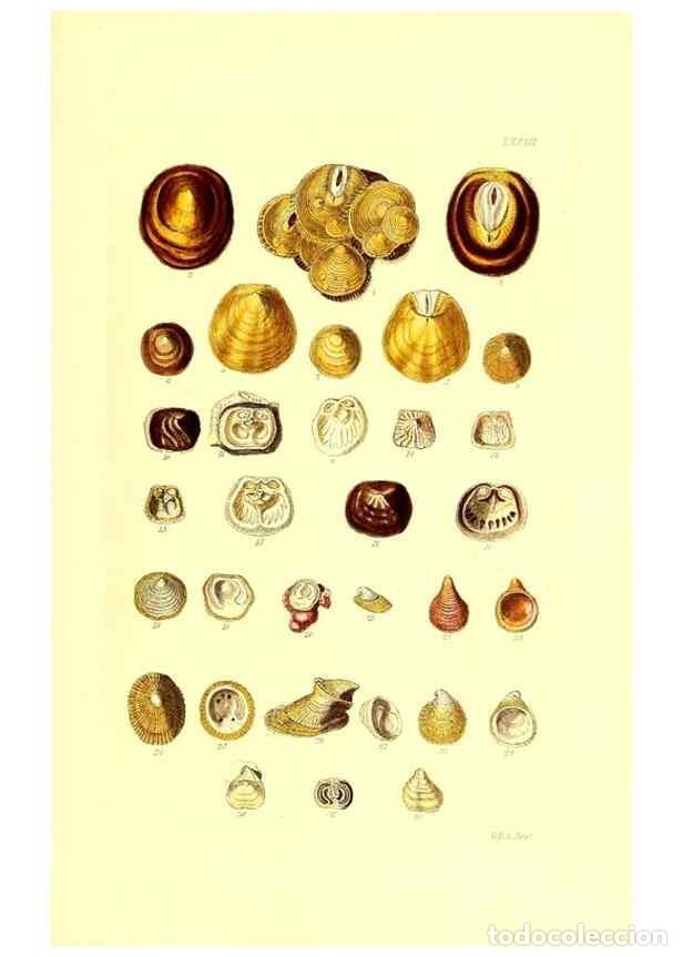 Collezionismo di Riviste e Giornali: Reproducci&oacute;n/Reproduction 49492059532: Thesaurus conchyliorum, or, Monographs of genera of shells. L