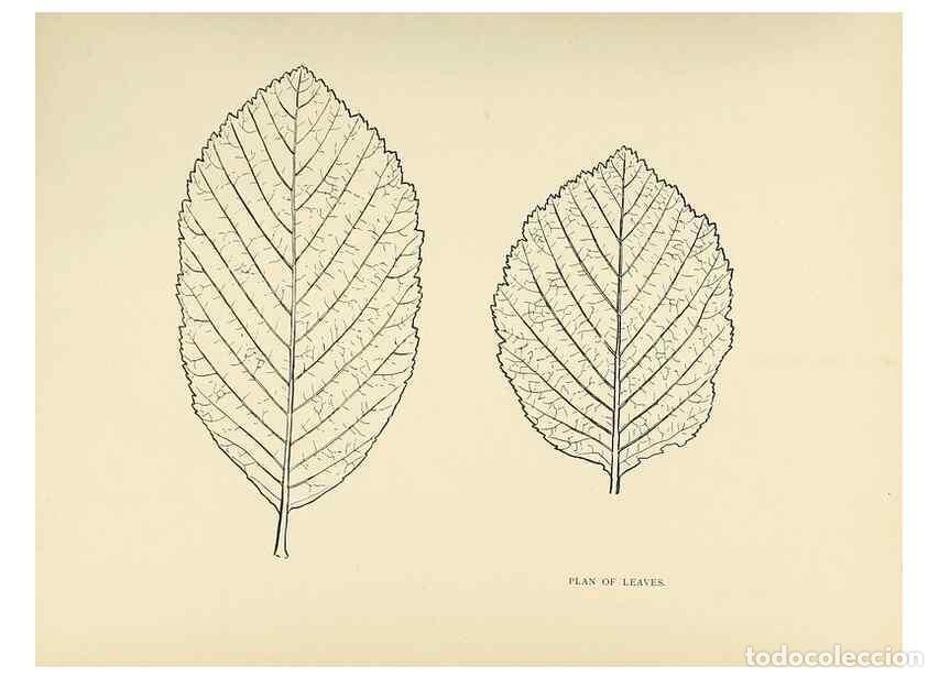 Collezionismo di Riviste e Giornali: Reproducci&oacute;n/Reproduction 49420523952: British trees /. London :Hutchinson,1907.. - Cole, Rex Vicat,