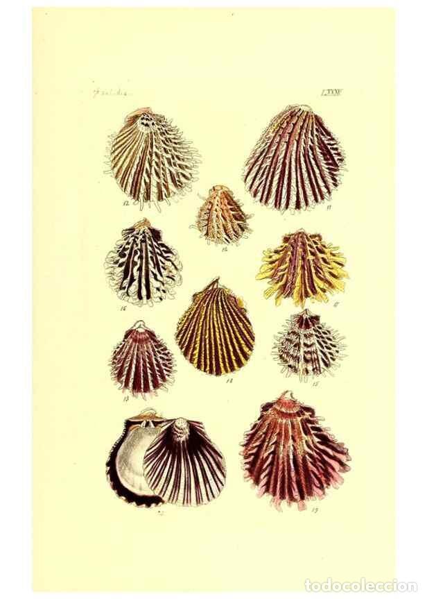 Collezionismo di Riviste e Giornali: Reproducci&oacute;n/Reproduction 49491350748: Thesaurus conchyliorum, or, Monographs of genera of shells. L