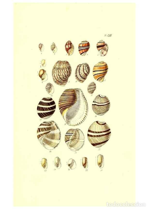 Collezionismo di Riviste e Giornali: Reproducci&oacute;n/Reproduction 49492128742: Thesaurus conchyliorum, or, Monographs of genera of shells. L