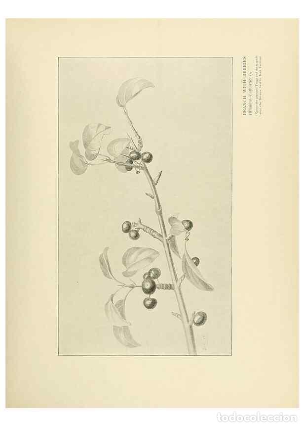 Collezionismo di Riviste e Giornali: Reproducci&oacute;n/Reproduction 49420525067: British trees /. London :Hutchinson,1907.. - Cole, Rex Vicat,