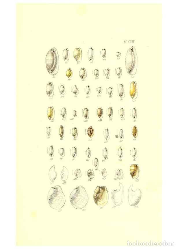 Collezionismo di Riviste e Giornali: Reproducci&oacute;n/Reproduction 49491919761: Thesaurus conchyliorum, or, Monographs of genera of shells. L