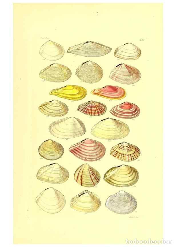 Collezionismo di Riviste e Giornali: Reproducci&oacute;n/Reproduction 49492056742: Thesaurus conchyliorum, or, Monographs of genera of shells. L