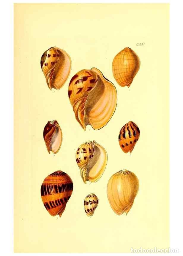 Collezionismo di Riviste e Giornali: Reproducci&oacute;n/Reproduction 49491851426: Thesaurus conchyliorum, or, Monographs of genera of shells. L