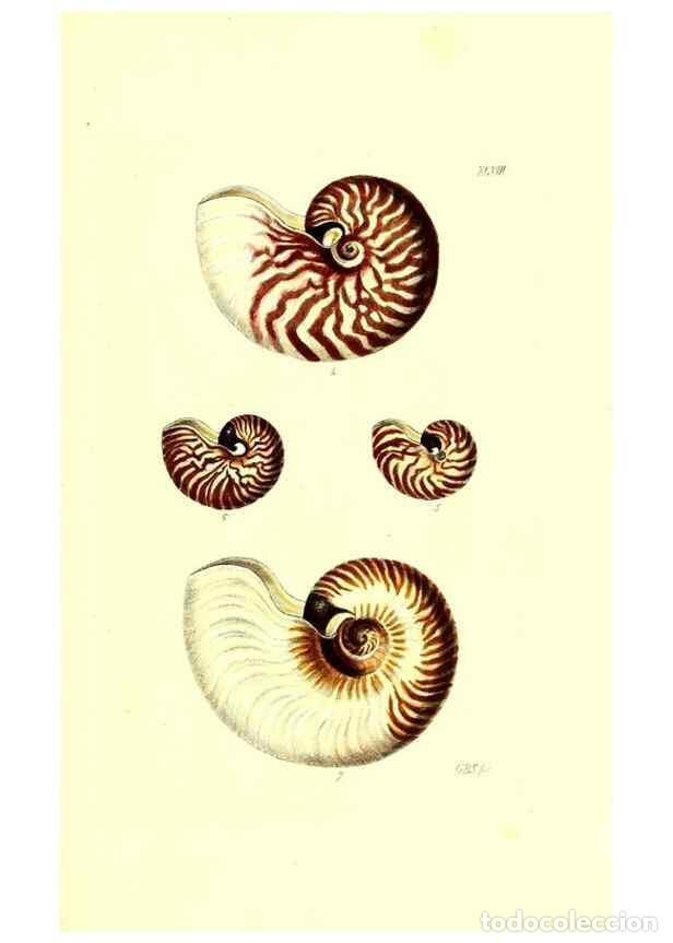 Collezionismo di Riviste e Giornali: Reproducci&oacute;n/Reproduction 49491913571: Thesaurus conchyliorum, or, Monographs of genera of shells. L