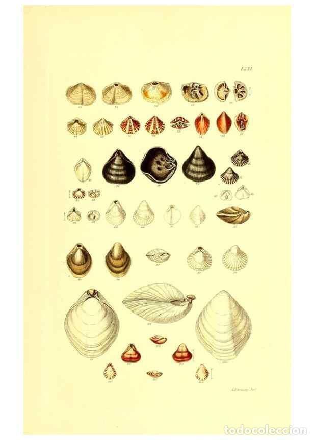 Collezionismo di Riviste e Giornali: Reproducci&oacute;n/Reproduction 49492059072: Thesaurus conchyliorum, or, Monographs of genera of shells. L