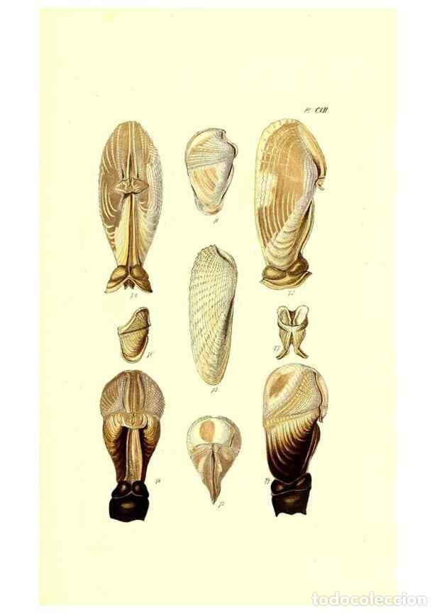 Collezionismo di Riviste e Giornali: Reproducci&oacute;n/Reproduction 49492125692: Thesaurus conchyliorum, or, Monographs of genera of shells. L
