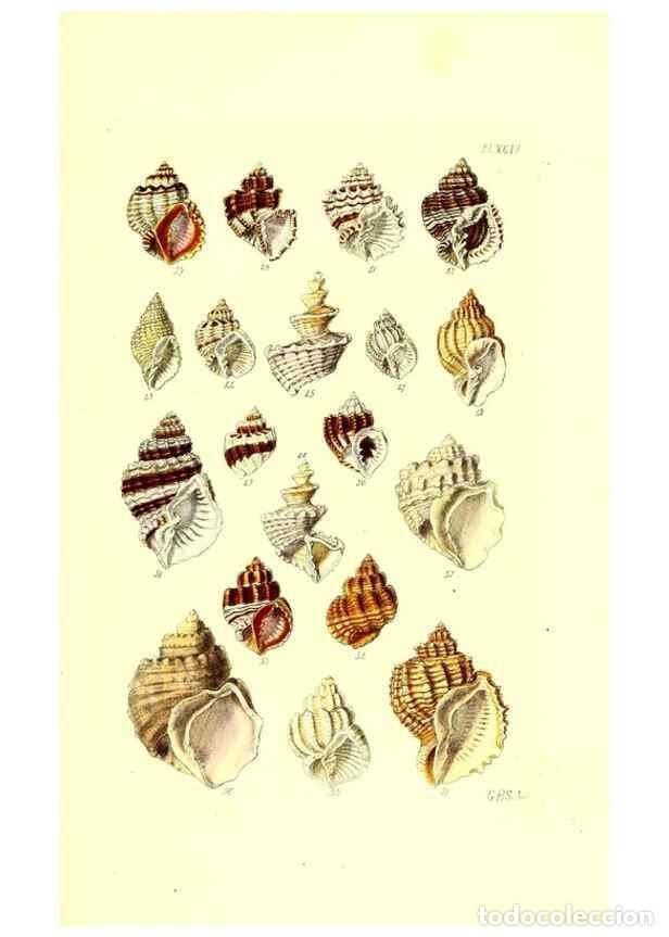 Collezionismo di Riviste e Giornali: Reproducci&oacute;n/Reproduction 49491912276: Thesaurus conchyliorum, or, Monographs of genera of shells. L