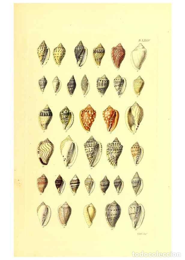 Collezionismo di Riviste e Giornali: Reproducci&oacute;n/Reproduction 49491348273: Thesaurus conchyliorum, or, Monographs of genera of shells. L