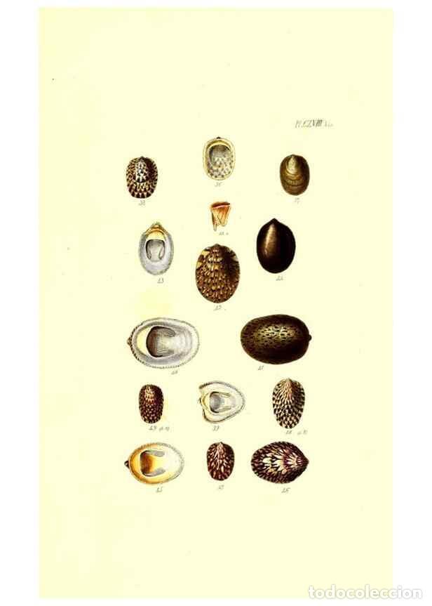 Collezionismo di Riviste e Giornali: Reproducci&oacute;n/Reproduction 49491918426: Thesaurus conchyliorum, or, Monographs of genera of shells. L