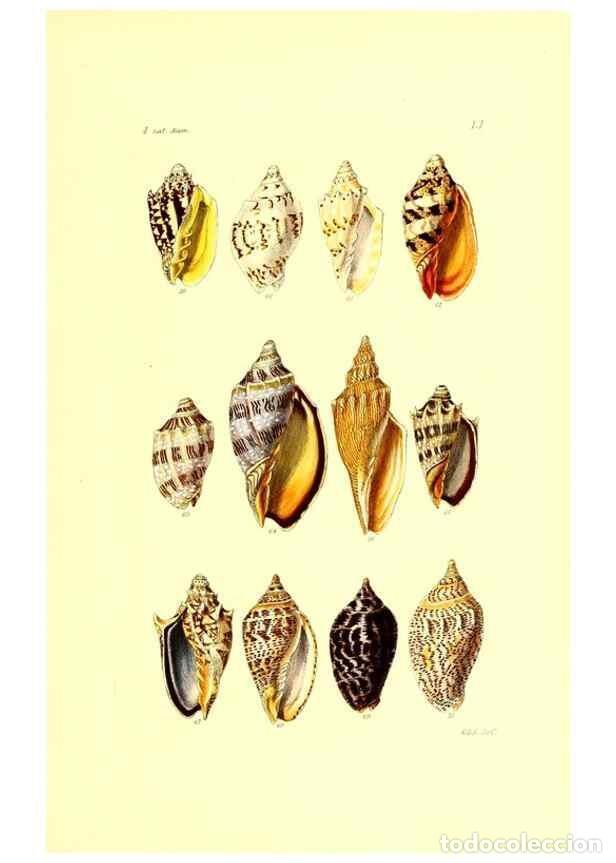 Coleccionismo de Revistas y Peri&oacute;dicos: Reproducci&oacute;n/Reproduction 49491844001: Thesaurus conchyliorum, or, Monographs of genera of shells. L