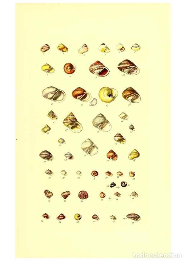 Coleccionismo de Revistas y Peri&oacute;dicos: Reproducci&oacute;n/Reproduction 49491829086: Thesaurus conchyliorum, or, Monographs of genera of shells. L
