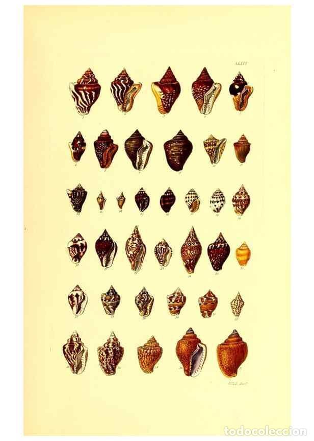 Coleccionismo de Revistas y Peri&oacute;dicos: Reproducci&oacute;n/Reproduction 49492049627: Thesaurus conchyliorum, or, Monographs of genera of shells. L