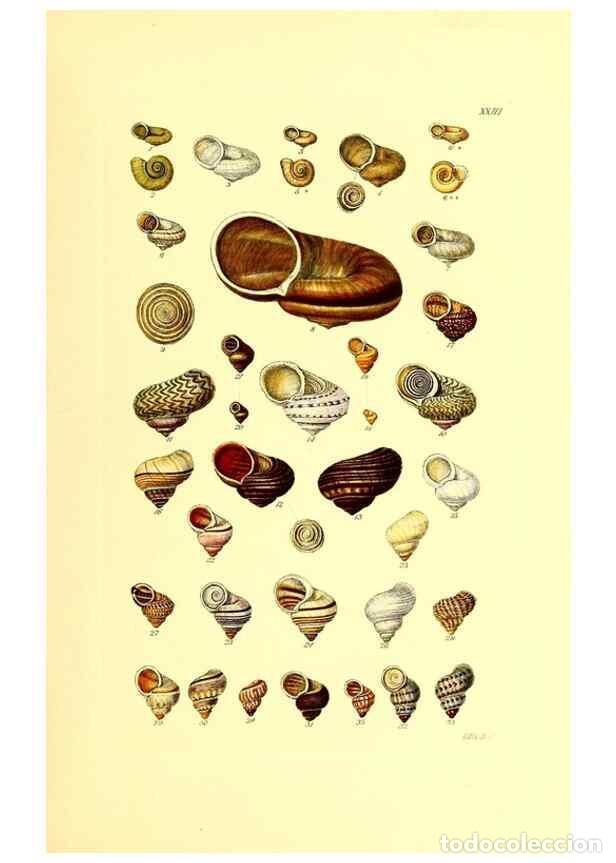 Coleccionismo de Revistas y Peri&oacute;dicos: Reproducci&oacute;n/Reproduction 49492045817: Thesaurus conchyliorum, or, Monographs of genera of shells. L