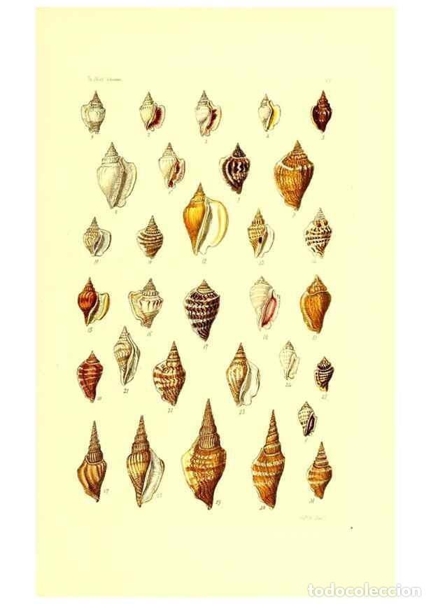 Coleccionismo de Revistas y Peri&oacute;dicos: Reproducci&oacute;n/Reproduction 49491329138: Thesaurus conchyliorum, or, Monographs of genera of shells. L