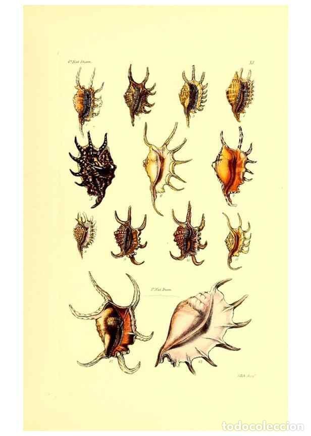 Coleccionismo de Revistas y Peri&oacute;dicos: Reproducci&oacute;n/Reproduction 49492042557: Thesaurus conchyliorum, or, Monographs of genera of shells. L
