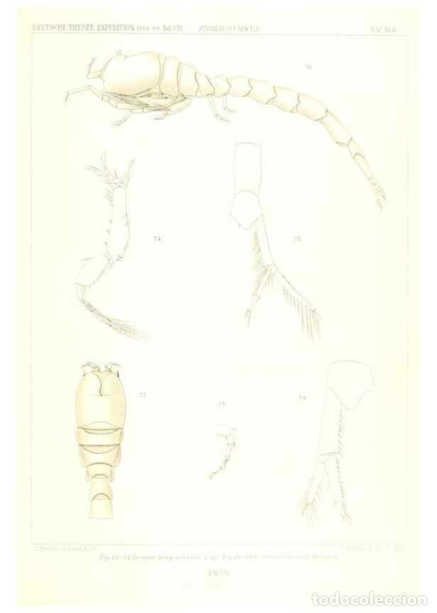 Coleccionismo de Revistas y Peri&oacute;dicos: Reproducci&oacute;n/Reproduction 49489497376: Wissenschaftliche Ergebnisse der Deutschen Tiefsee-Expedition