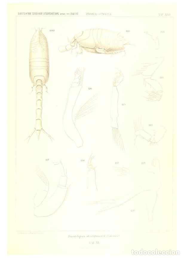 Coleccionismo de Revistas y Peri&oacute;dicos: Reproducci&oacute;n/Reproduction 49489000473: Wissenschaftliche Ergebnisse der Deutschen Tiefsee-Expedition