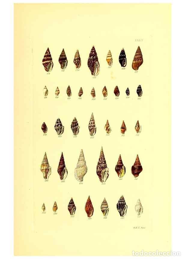Coleccionismo de Revistas y Peri&oacute;dicos: Reproducci&oacute;n/Reproduction 49492051222: Thesaurus conchyliorum, or, Monographs of genera of shells. L