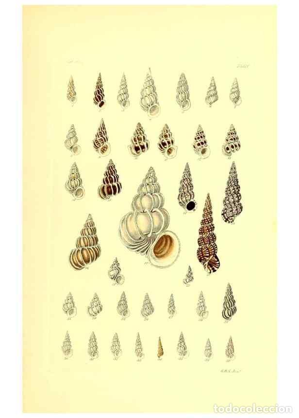 Coleccionismo de Revistas y Peri&oacute;dicos: Reproducci&oacute;n/Reproduction 49491838351: Thesaurus conchyliorum, or, Monographs of genera of shells. L