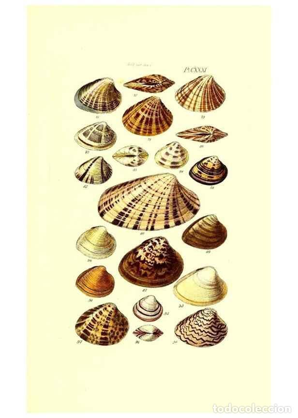 Coleccionismo de Revistas y Peri&oacute;dicos: Reproducci&oacute;n/Reproduction 49491420098: Thesaurus conchyliorum, or, Monographs of genera of shells. L