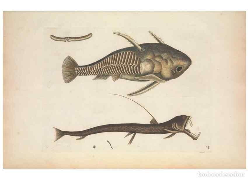 Colecionismo de Revistas e Jornais: Reproducci&oacute;n/Reproduction 49456734878: The natural history of Carolina, Florida, and the Bahama Isla