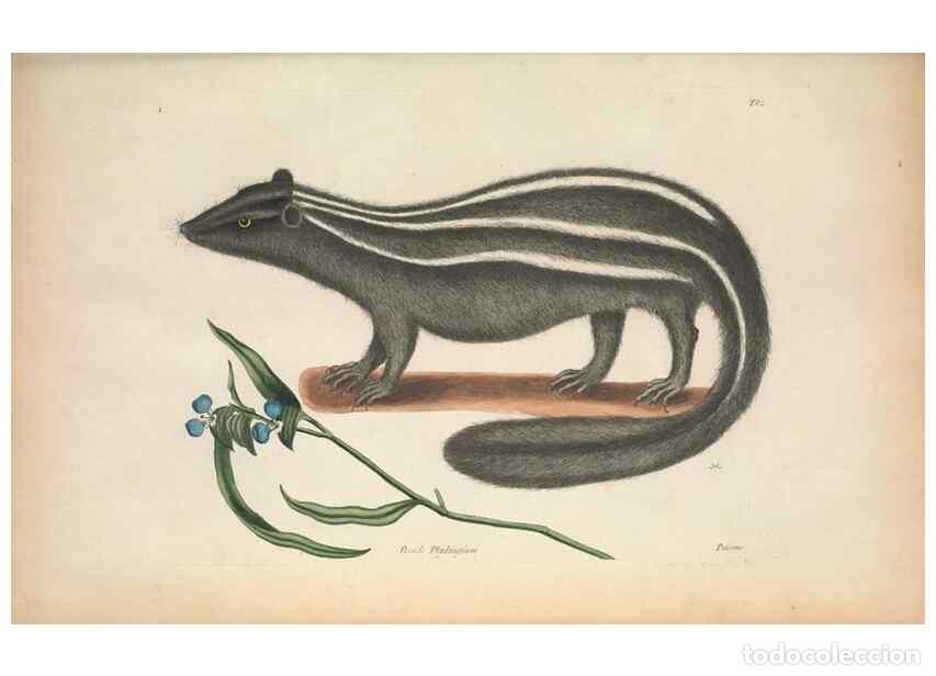 Colecionismo de Revistas e Jornais: Reproducci&oacute;n/Reproduction 49456718353: The natural history of Carolina, Florida, and the Bahama Isla
