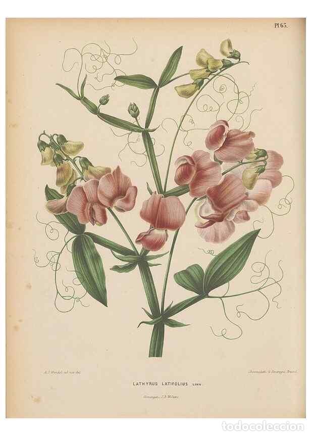 Colecionismo de Revistas e Jornais: Reproducci&oacute;n/Reproduction 49797566868: Flora :. Groningen :J.B. Wolters,[1868]. - Witte, H.