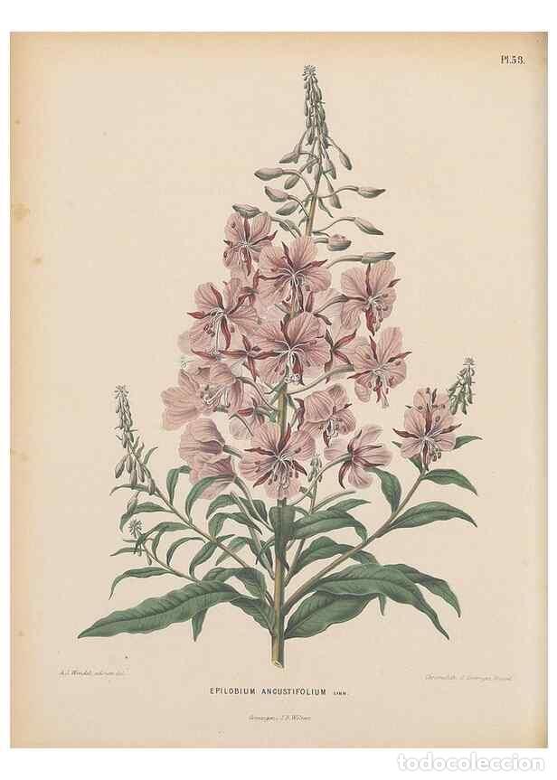 Colecionismo de Revistas e Jornais: Reproducci&oacute;n/Reproduction 49798421167: Flora :. Groningen :J.B. Wolters,[1868]. - Witte, H.
