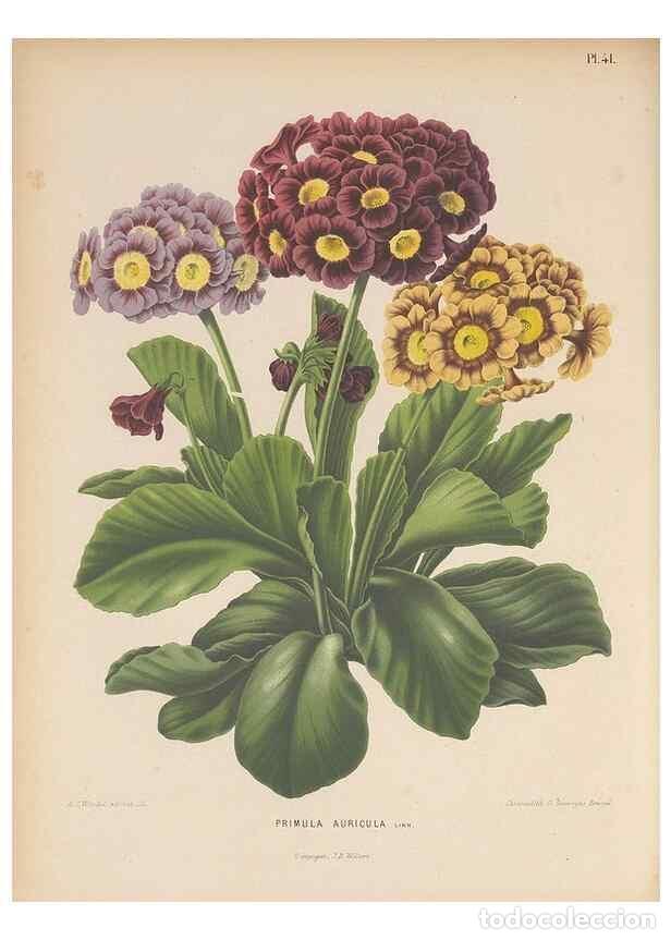 Colecionismo de Revistas e Jornais: Reproducci&oacute;n/Reproduction 49798417787: Flora :. Groningen :J.B. Wolters,[1868]. - Witte, H.