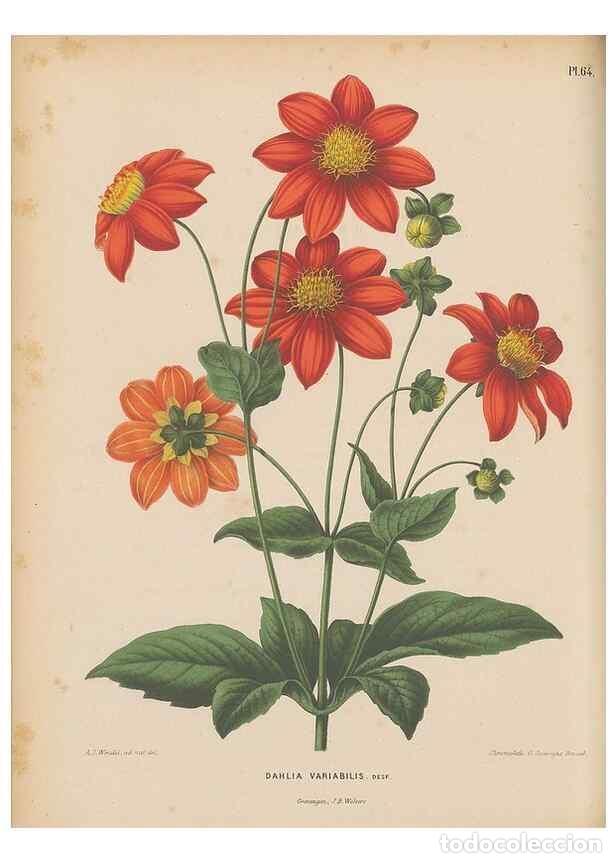 Colecionismo de Revistas e Jornais: Reproducci&oacute;n/Reproduction 49798424152: Flora :. Groningen :J.B. Wolters,[1868]. - Witte, H.