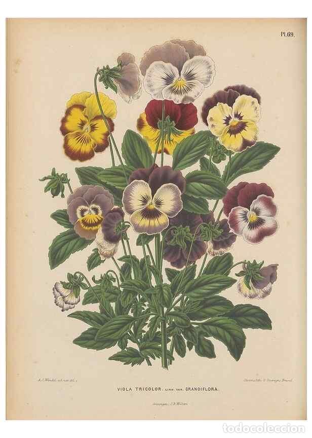 Colecionismo de Revistas e Jornais: Reproducci&oacute;n/Reproduction 49798118016: Flora :. Groningen :J.B. Wolters,[1868]. - Witte, H.