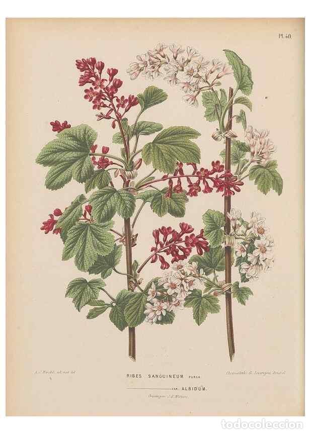 Colecionismo de Revistas e Jornais: Reproducci&oacute;n/Reproduction 49798417467: Flora :. Groningen :J.B. Wolters,[1868]. - Witte, H.