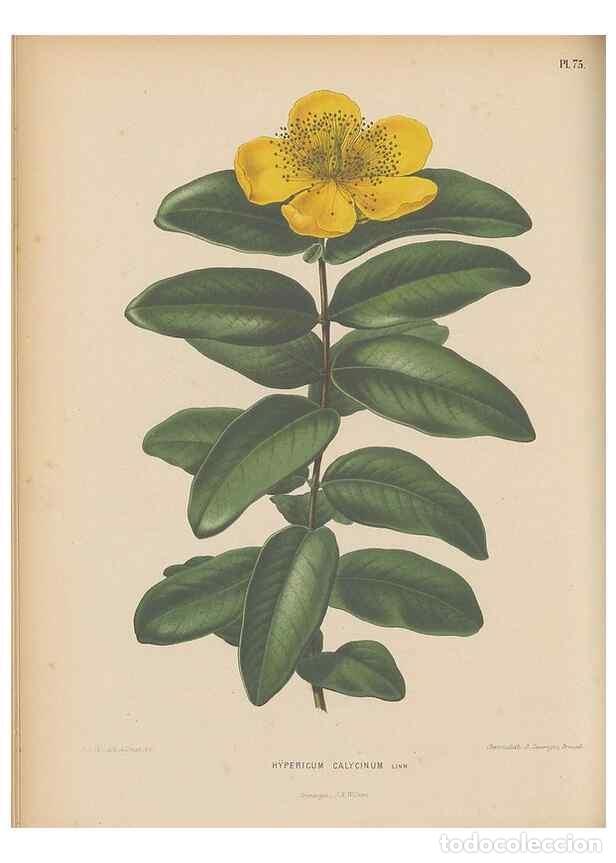 Colecionismo de Revistas e Jornais: Reproducci&oacute;n/Reproduction 49798120251: Flora :. Groningen :J.B. Wolters,[1868]. - Witte, H.
