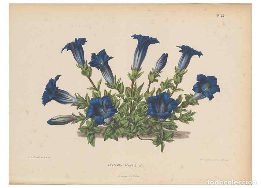 Colecionismo de Revistas e Jornais: Reproducci&oacute;n/Reproduction 49798418632: Flora :. Groningen :J.B. Wolters,[1868]. - Witte, H.