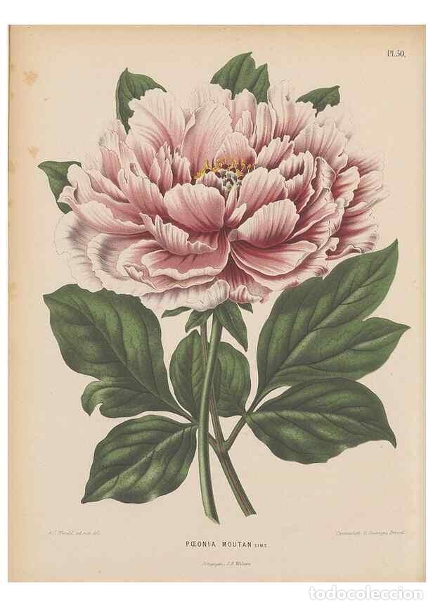 Colecionismo de Revistas e Jornais: Reproducci&oacute;n/Reproduction 49797562758: Flora :. Groningen :J.B. Wolters,[1868]. - Witte, H.