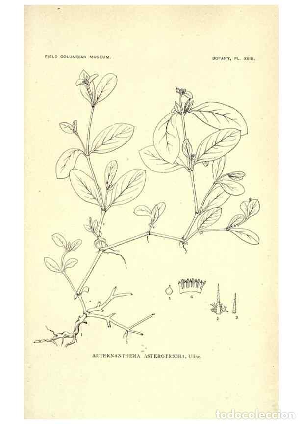 Colecionismo de Revistas e Jornais: Reproducci&oacute;n/Reproduction 49799698062: Publication.. Chicago. :Field Columbian Museum,1895-1909.. -