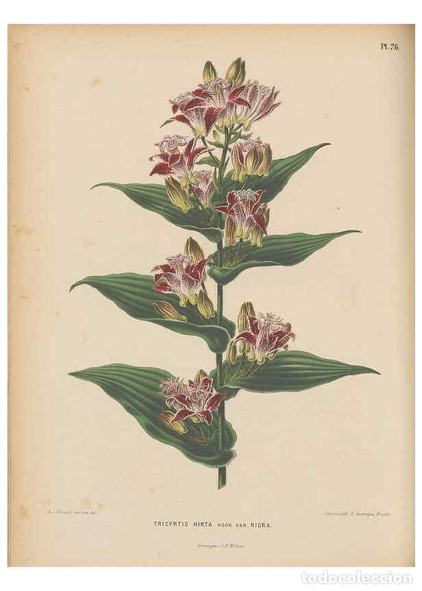 Colecionismo de Revistas e Jornais: Reproducci&oacute;n/Reproduction 49798428097: Flora :. Groningen :J.B. Wolters,[1868]. - Witte, H.